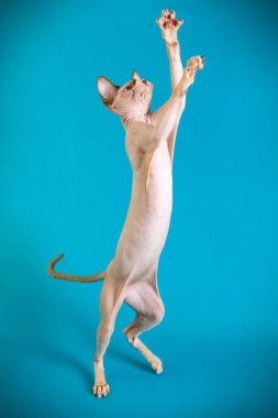 Kanada Sfenks kedisi renkli arka plan üzerinde