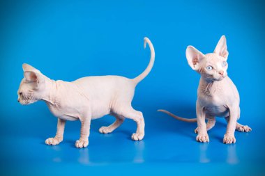 Kanada Sfenks kedisi renkli arka plan üzerinde