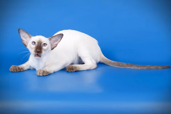Siamese Katt Färgad Bakgrund — Stockfoto