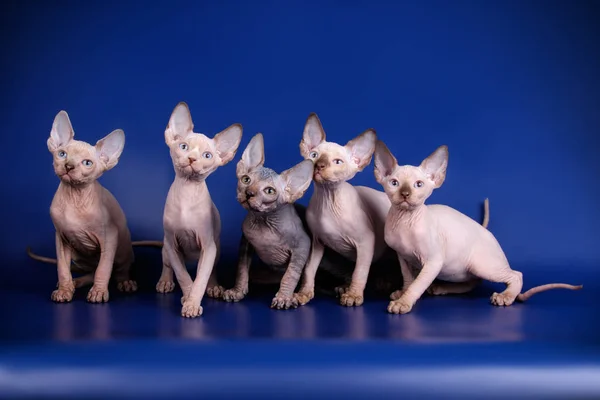Canadian Sphinx Cat Colored Background — Stock Photo, Image