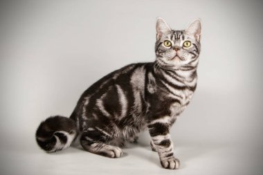 Renkli arka plan üzerinde Amerikalı stenografi kedi