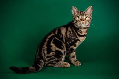 Renkli arka plan üzerinde Amerikalı stenografi kedi