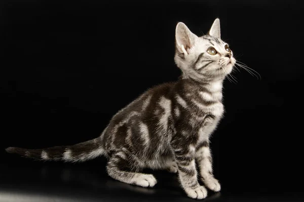 Amerykanin Stenografia Kot Kolorowe Tło — Zdjęcie stockowe