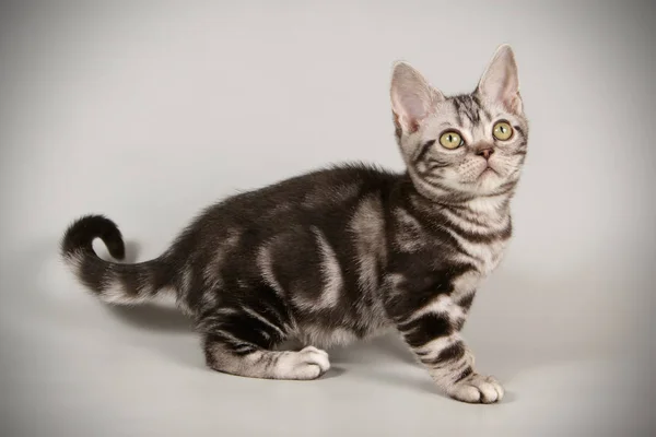 배경에서 Shorthair 고양이 — 스톡 사진