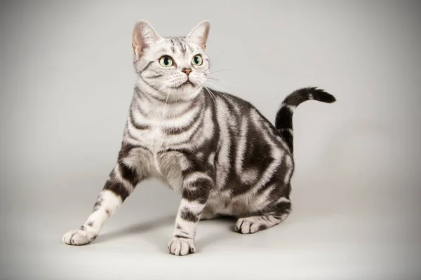 彩色背景的美国短毛猫猫 — 图库照片