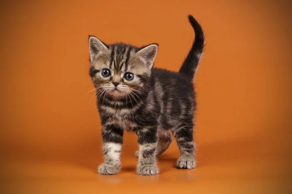 Kucing Bulu Pendek Amerika Dengan Latar Belakang Berwarna — Stok Foto