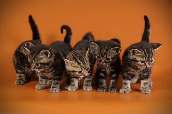 American Shorthair Gato Fundos Coloridos — Fotografia de Stock