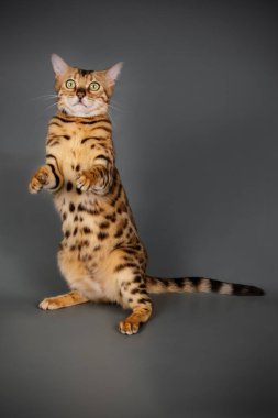 Renkli arka plan üzerinde bir bengal kedi fotoğraf stüdyosu