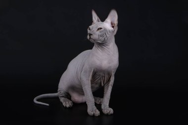 Don Sphinx kedi renkli arka plan üzerinde