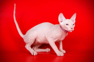 Don Sphinx kedi renkli arka plan üzerinde