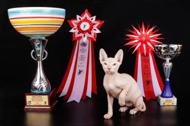 Don Sphinx kedi renkli arka plan üzerinde