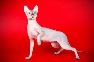 Don Sphinx kedi renkli arka plan üzerinde