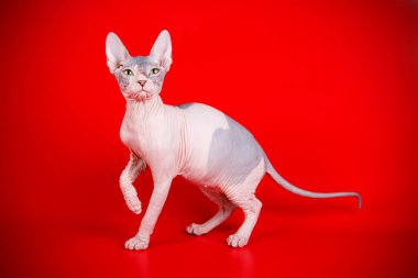 Don Sphinx kedi renkli arka plan üzerinde