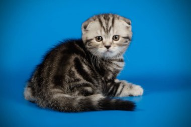 İskoç fold stenografi kedi renkli arka plan üzerinde