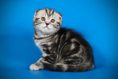 İskoç fold stenografi kedi renkli arka plan üzerinde