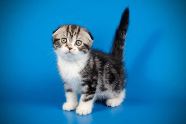 İskoç fold stenografi kedi renkli arka plan üzerinde