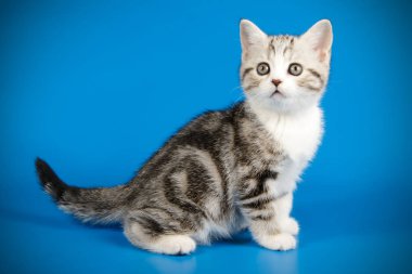 renkli arka plan üzerinde İskoç düz stenografi kedi