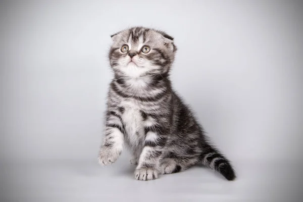 苏格兰折叠短毛猫猫在有色背景下 — 图库照片
