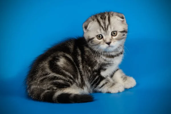 Scottish Fold Shorthair Cat Colored Backgrounds — Stock Photo, Image