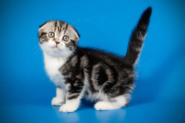 苏格兰折叠短毛猫猫在有色背景下 — 图库照片