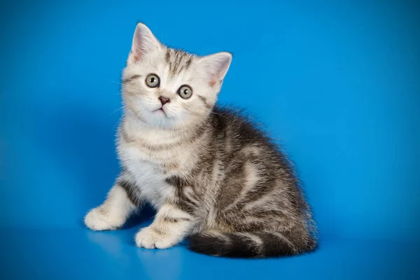배경에 스코틀랜드 Shorthair 고양이 — 스톡 사진