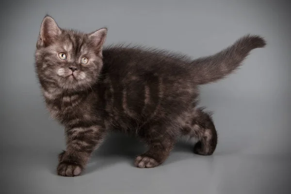 Шотландская Короткошерстная Кошка Цветном Фоне — стоковое фото
