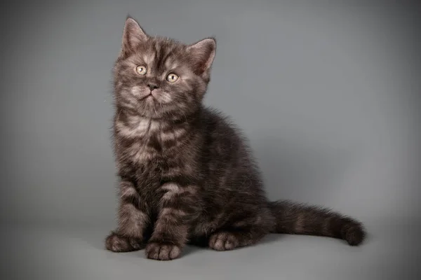 カラーの背景上のスコットランドのストレートのショートヘア猫 — ストック写真