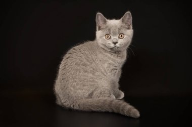 Britanya ile ilgili stenografi kedi renkli arka plan üzerinde