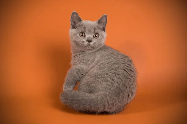 Британская Короткошерстная Кошка Цветном Фоне — стоковое фото