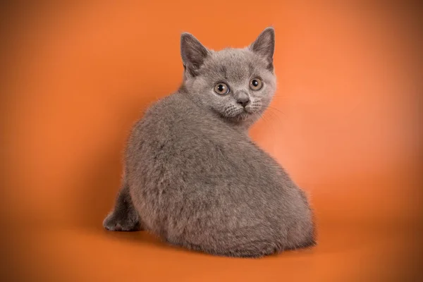 Британская Короткошерстная Кошка Цветном Фоне — стоковое фото