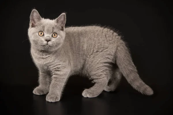 British Shorthair Cat Colored Backgrounds — Stock Photo, Image
