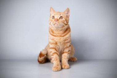 Bir Britanya ile ilgili stenografi kedi renkli arka plan üzerinde fotoğraf stüdyosu