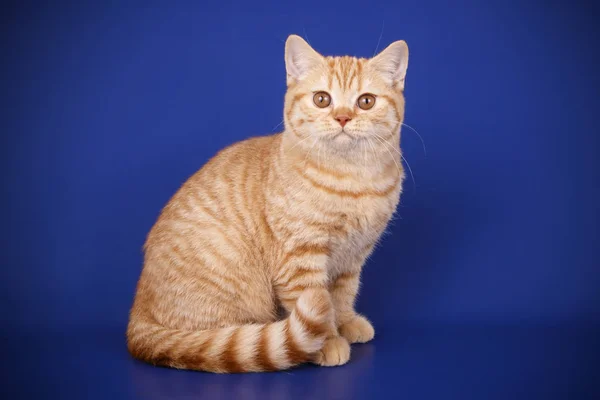 Studio Fotografia Gatto Stenografia Britannico Sfondi Colorati — Foto Stock