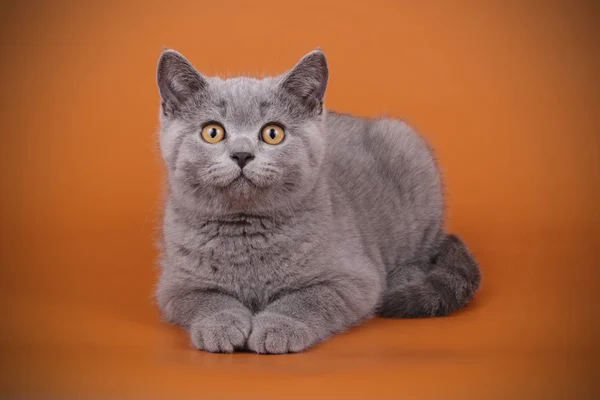 Studio Photography British Shorthair Cat Colored Backgrounds — Stock Photo, Image