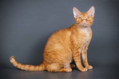 Stüdyo fotoğrafçılığı bir devon rex kedi renkli arka plan üzerinde