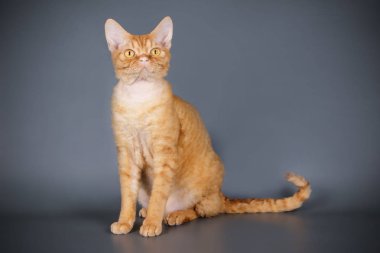 Stüdyo fotoğrafçılığı bir devon rex kedi renkli arka plan üzerinde