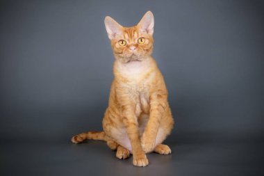 Stüdyo fotoğrafçılığı bir devon rex kedi renkli arka plan üzerinde
