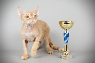 Stüdyo fotoğrafçılığı bir devon rex kedi renkli arka plan üzerinde