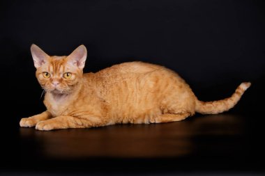 Stüdyo fotoğrafçılığı bir devon rex kedi renkli arka plan üzerinde