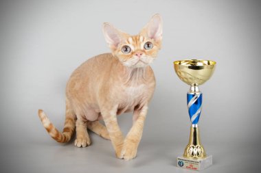 Stüdyo fotoğrafçılığı bir devon rex kedi renkli arka plan üzerinde