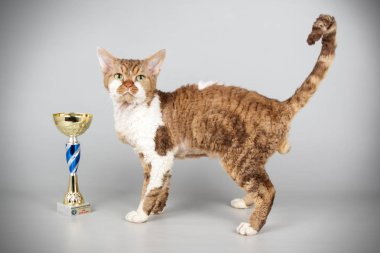 Stüdyo fotoğrafçılığı bir devon rex kedi renkli arka plan üzerinde