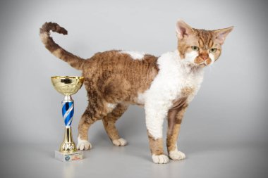 Stüdyo fotoğrafçılığı bir devon rex kedi renkli arka plan üzerinde