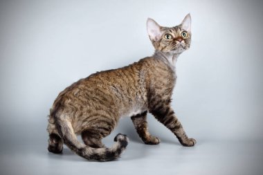 Stüdyo fotoğrafçılığı bir devon rex kedi renkli arka plan üzerinde