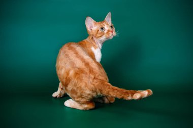 Stüdyo fotoğrafçılığı bir devon rex kedi renkli arka plan üzerinde