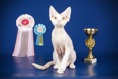 Stüdyo fotoğrafçılığı bir devon rex kedi renkli arka plan üzerinde
