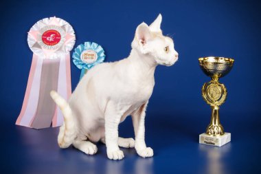 Stüdyo fotoğrafçılığı bir devon rex kedi renkli arka plan üzerinde