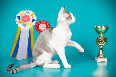 Stüdyo fotoğrafçılığı bir devon rex kedi renkli arka plan üzerinde