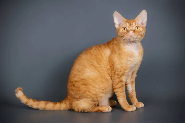 Studio Fotografii Devon Rex Kot Kolorowe Tło — Zdjęcie stockowe