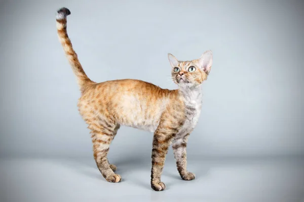 Studio Fotografii Devon Rex Kot Kolorowe Tło — Zdjęcie stockowe