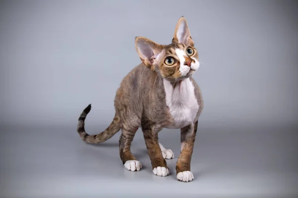 スタジオ撮影 デヴォンのレックスの色の背景上の猫 — ストック写真